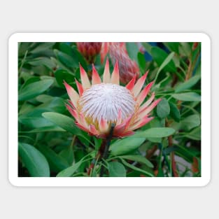 Protea Cynaroides Flower Sticker